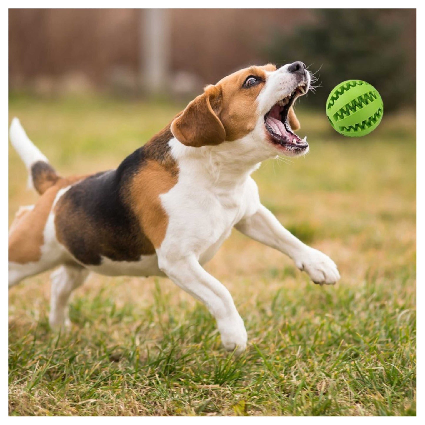 Natural rubber chew ball for dogs and cats, available in various sizes and colors.